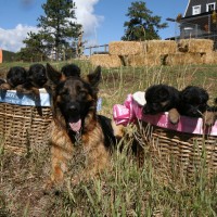 39. HYM’s Lawrence French’s & Gregory Sargowicki’s German Shepard pups with moma Evita – so cute!