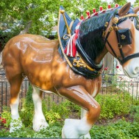 A Clydesdale_4051